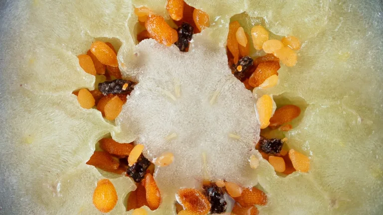 Close-up of the inside of a melon showing pale green flesh and clustered orange seeds.